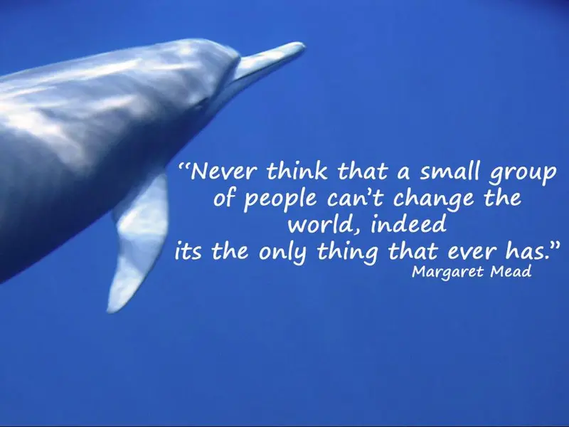 12Dolphins.org website preview